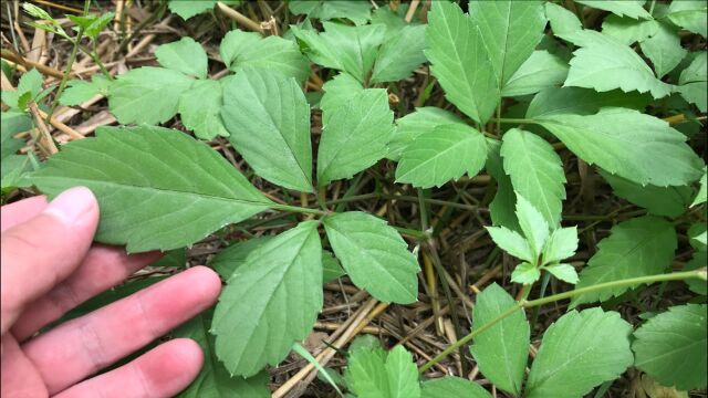 农村这种植物叫“五叶参”,你知道它的价值吗?遇见多采点回家