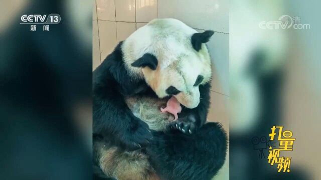 缘分妙不可言!大熊猫“珍珍”“苏珊”同日诞下双胞胎