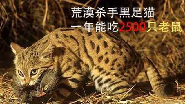 荒漠杀手黑足猫 一年能吃2500只老鼠#“知识抢先知”征稿大赛#