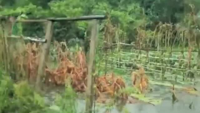 暴雨中的余姚,曾因“菲特”台风受伤惨重的果园、稻田,现在怎样了?