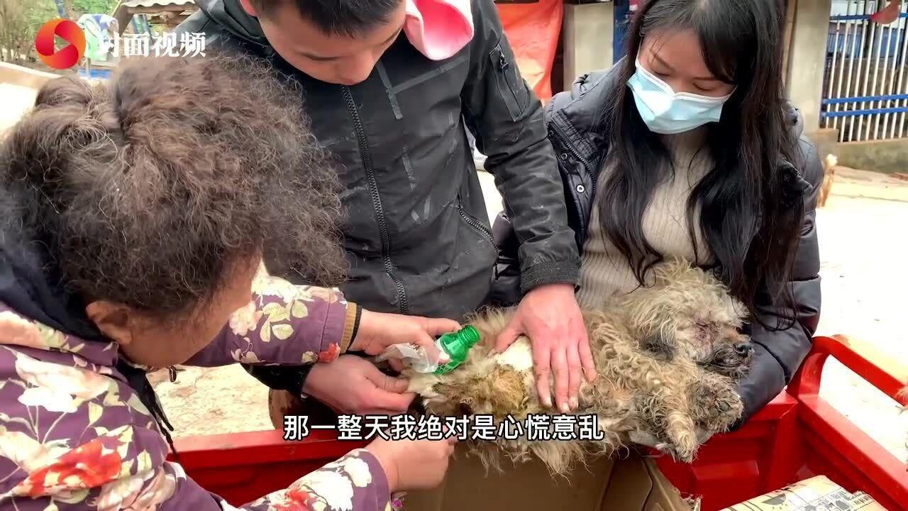 25年救助上万只流浪猫狗 成都阿姨花上百万为流浪猫狗造“家”