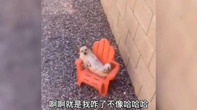 搞笑配音,鸟:没想到有一天我能有自己的坐骑,刺激啊,过瘾啊.