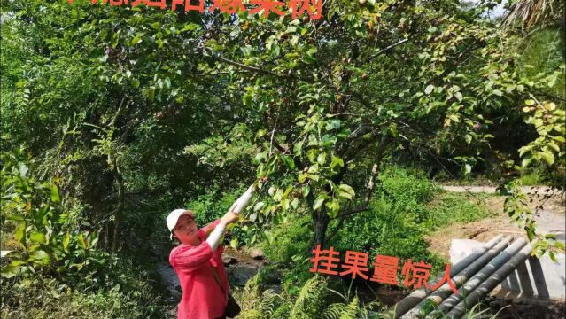 日本女子远嫁穷小伙,她只带了一棵果树做陪嫁,全村人都很好奇