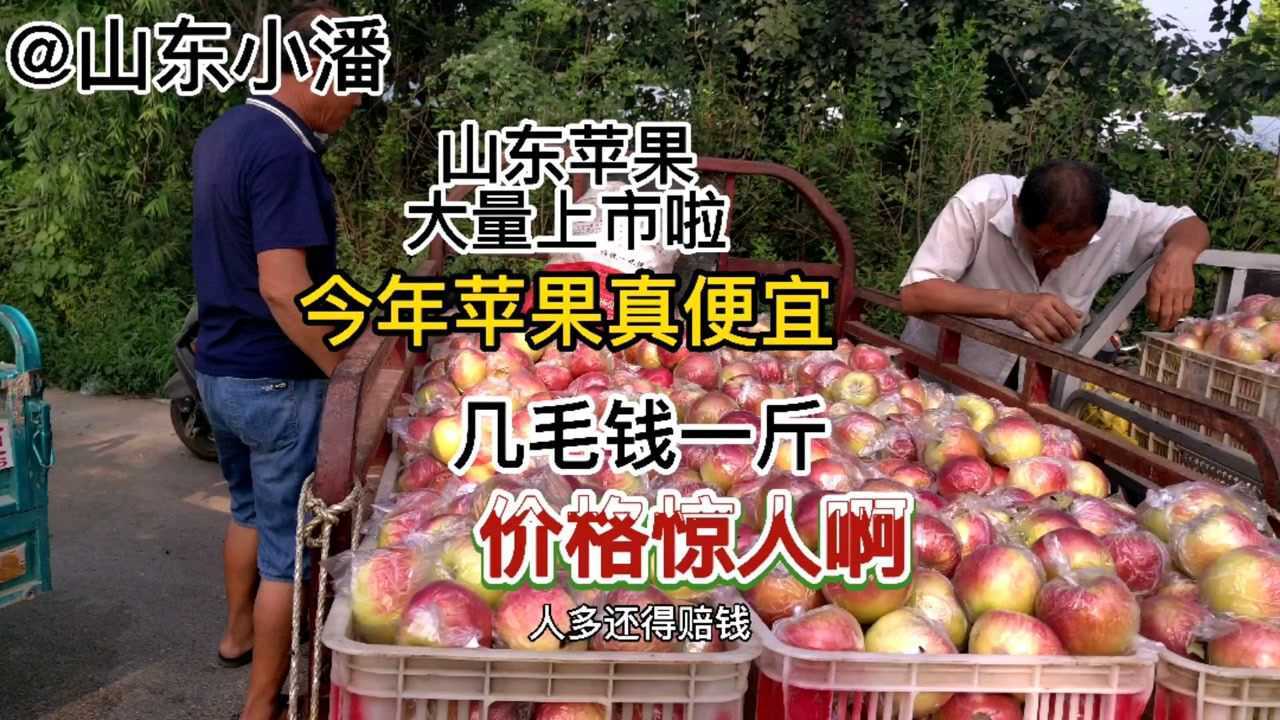 山东苹果大量上市 今年苹果价格惊人啊 8.9毛钱卖不掉没人要