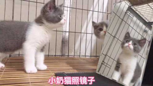 小奶猫照镜子