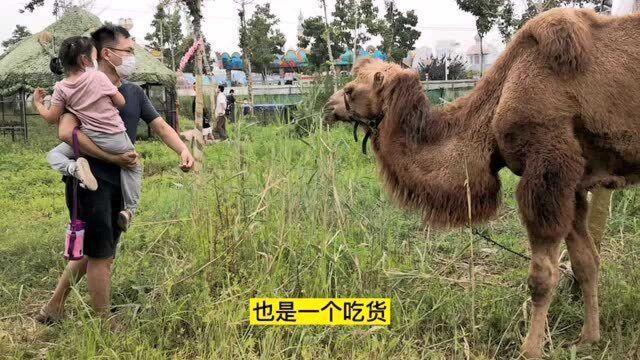 潍坊新建的动物园,场地简陋像赶集,网红动物却很多,孩子玩嗨了