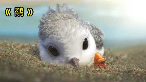 奥斯卡获奖短片动画《鹬》，这只鸟真的是太可爱了，啊啊啊！#明日创作计划短视频挑战赛#