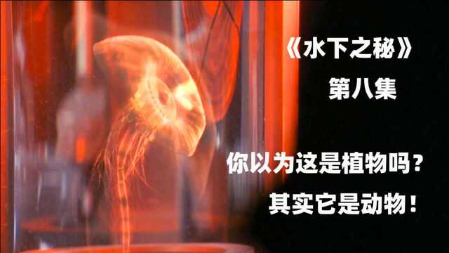 科学家发现海怪是人为制造,在向上级报告的路上意外身亡