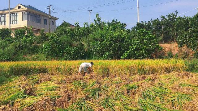 农村收稻谷的季节,都是满头大汗汗水夹背,农民太辛苦了