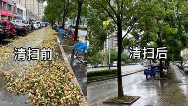 “灿都”走了却留“满地黄”,宁波这家公司“人机结合”高效清理