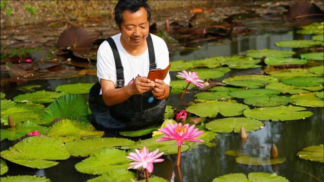 南京“莲痴”埋头荷花育种30多年,全球四分之一新品种都是他的