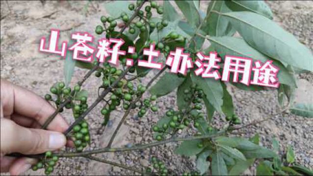 山苍籽用处多,运用广泛,还有关于它的土办法你都知道吗?