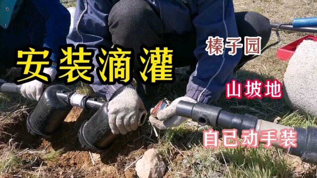 自己动手,给山地榛子园安装滴灌,简单省钱效果好!