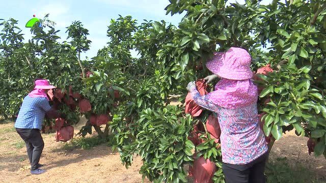 4、“柚香柚甜” 农户笑开颜