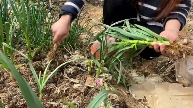 香港人的生活:香港祥仔妈咪带大家参观娘家的养鸡场,爸爸妈妈:一切辛苦都值得!