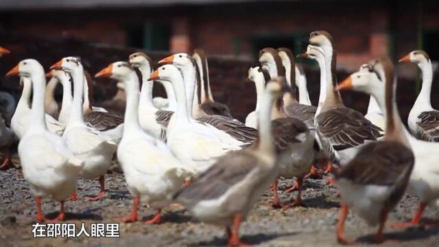 在武冈人心里,代表菜不是铜鹅宴,而是各种卤味