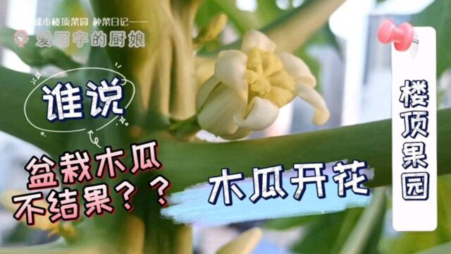 楼顶盆栽番木瓜开花,赶紧看看是公花还是母花?能不能结果?