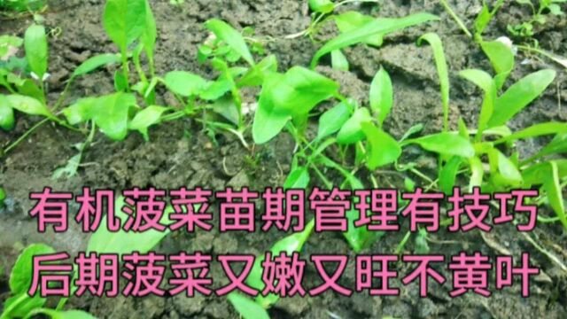 菠菜经常死苗不用愁,一个小技巧成活率高长势快,后期不生病虫害