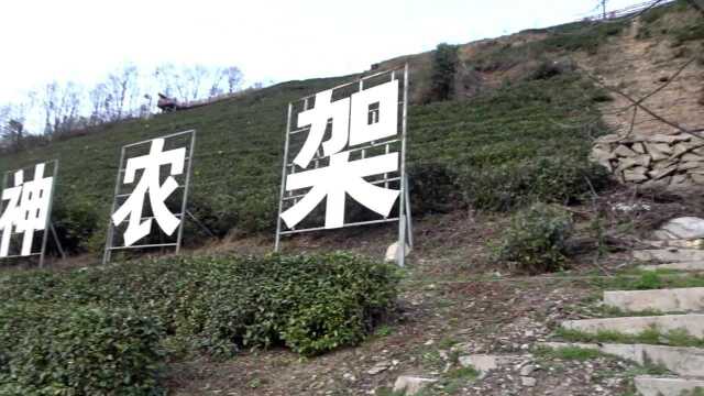 神农架木鱼镇打造“大美神农架,高山云雾茶”,大力发展茶园旅游,云雾茶山(上)