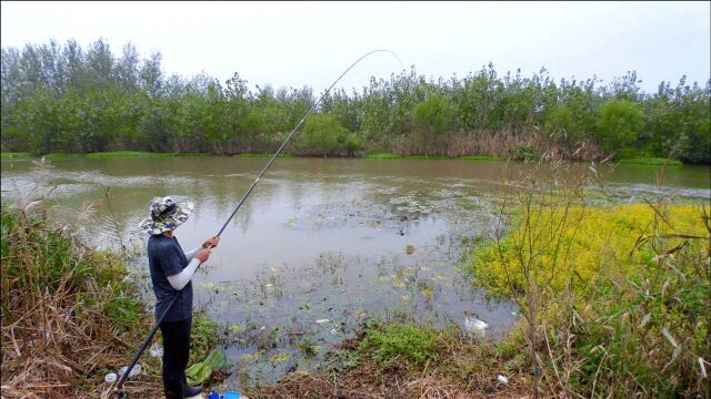 野钓:10米短竿挑草洞,一直连竿拉不停