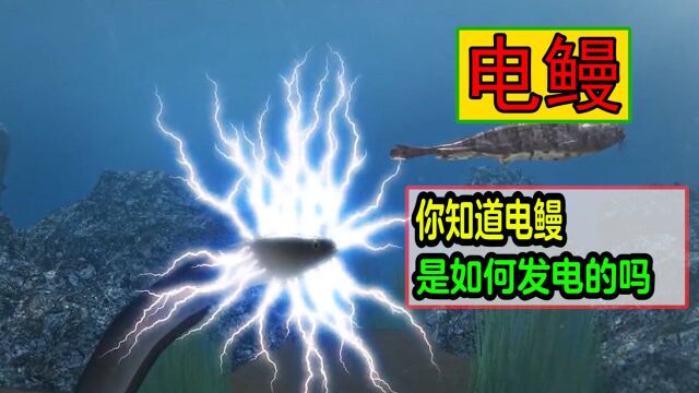 动物趣谈:你知道电鳗是如何发电的吗?电鳗会不会把自己也电死呢?#知识ˆ’知识抢先知#