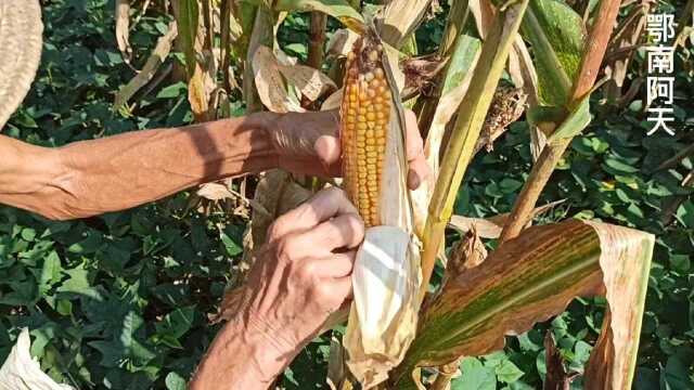 老家的玉米熟了,村里家家户户都开始忙着掰玉米