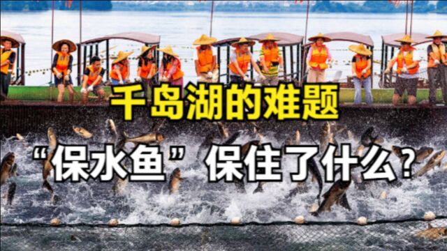 千岛湖的难题,一年投放600吨鱼苗,“肥水病”却难以根治?