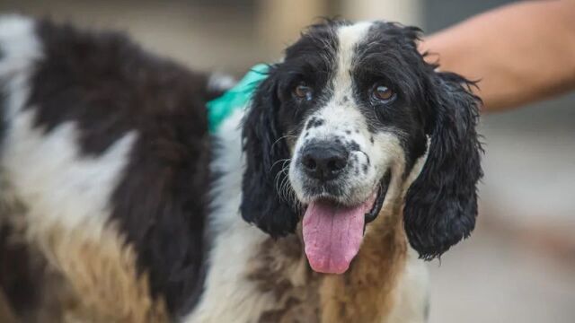 汶川地震最后一只搜救犬冰洁离世:享年14岁,曾勇救13人