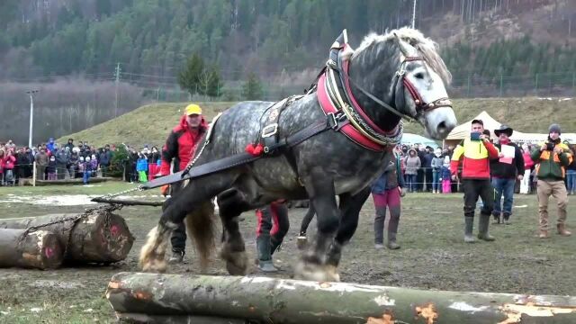 俄罗斯3吨重神马,拉着8吨重的木头一路狂奔,这才是“神马浮云”!