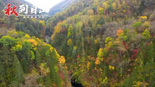 秋到白山——望天鹅风景区