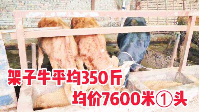 这一批西门塔尔杂交牛犊子牛苗平均350斤,价格才7600一头,感觉还不错,现在入手最佳时机