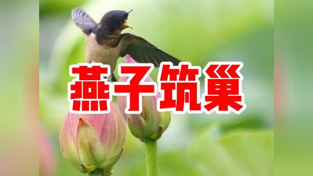 民间故事《燕子筑巢》