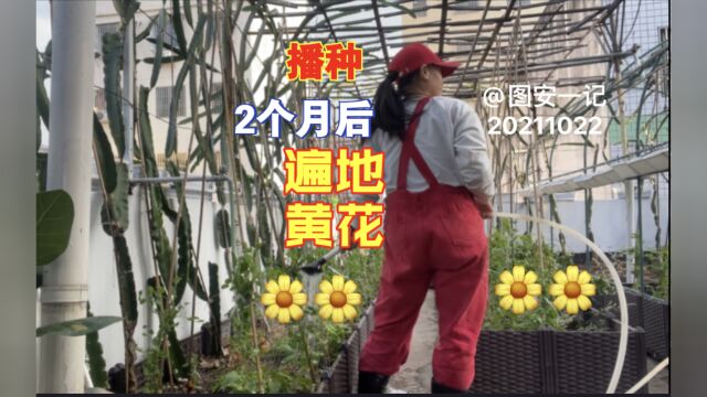 【图安一记】播种2个月后 菜园遍地黄花