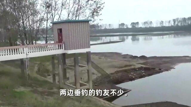 湖北这条河道急速退水,荡子呼之即出,金秋钓大鱼的风水宝地