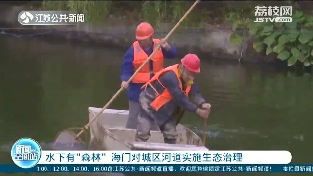 水下有森林?“以草治草”海门城区河道治理有妙招!