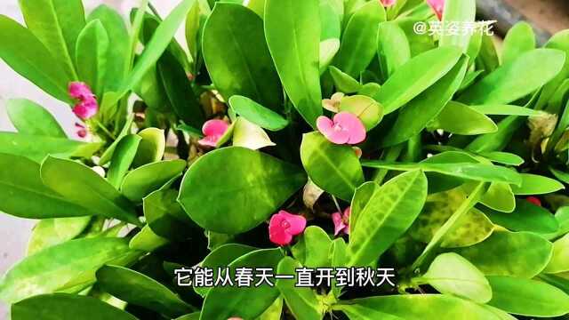 虎刺梅这样养护不黄叶,不掉叶,一年四季花开不断