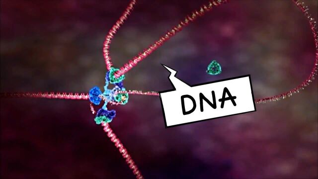 难得一见的DNA复制全过程,只能说太震撼了