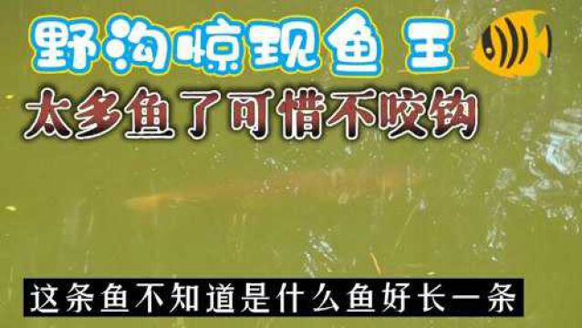 野沟惊现一条未知颜色的鱼王,都是结群结巴的游荡水面可惜不咬钩