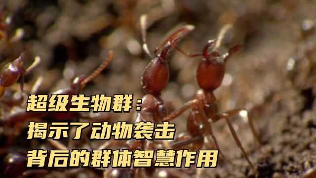 纪录片《超级生物群》:揭示了动物袭击背后的群体智慧作用,以及教导人类应该如何予以回击