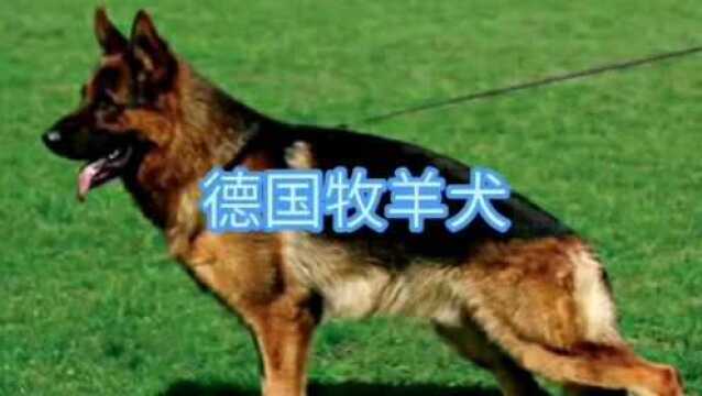 分享宠物知识点 德国牧羊犬