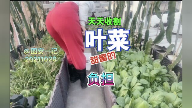 【图安一记】天天收割叶菜 甜蜜的负担