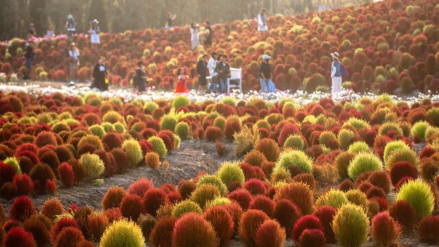 网红打卡!40万株占地200亩,上海最大的地肤花海进入最佳观赏期