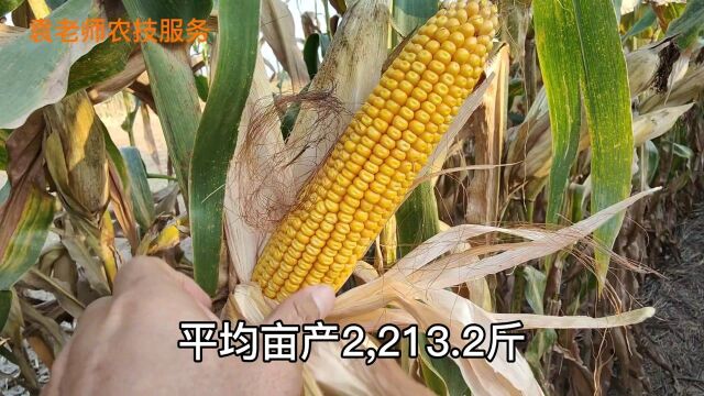 这个玉米品种比先玉335还好,最高亩产可达3000斤