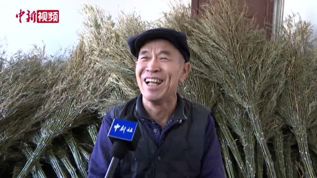 乡村振兴探访华北最大扫帚加工集散地