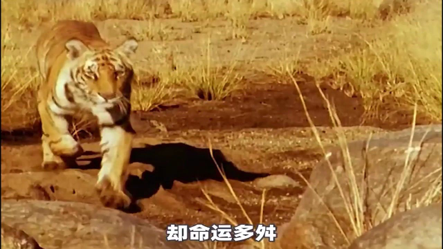 纪录片虎啸非洲当两头老虎来到非洲