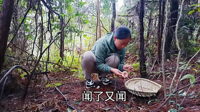 夫妻俩上山捡菌,收获很意外,怕被笑话回家吃包谷饭配菜豆腐