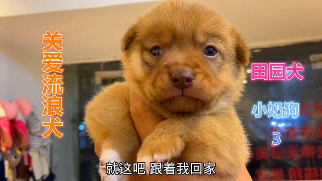 田园犬为护幼犬被咬死,留下满月浑身跳骚的小奶狗,惊呆洗澡大姐