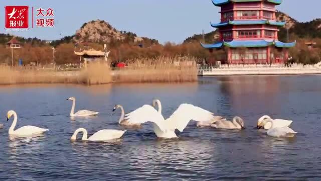 赏天鹅又添好去处,荣成西霞口隆霞湖