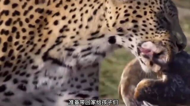 母花豹出门猎守,却给狮子可乘之机