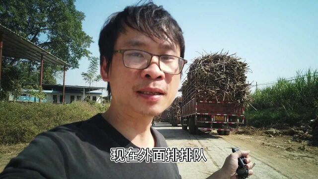 开榨了,广西这个糖厂今年预计榨甘蔗40万吨,开始砍甘蔗了